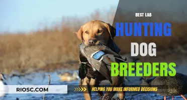 Top-Rated Lab Hunting Dog Breeders: Where to Find Your Next Champion Companion