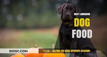 Top-Rated Labrador Dog Food: Nutrition Essentials for a Healthy, Happy Pup
