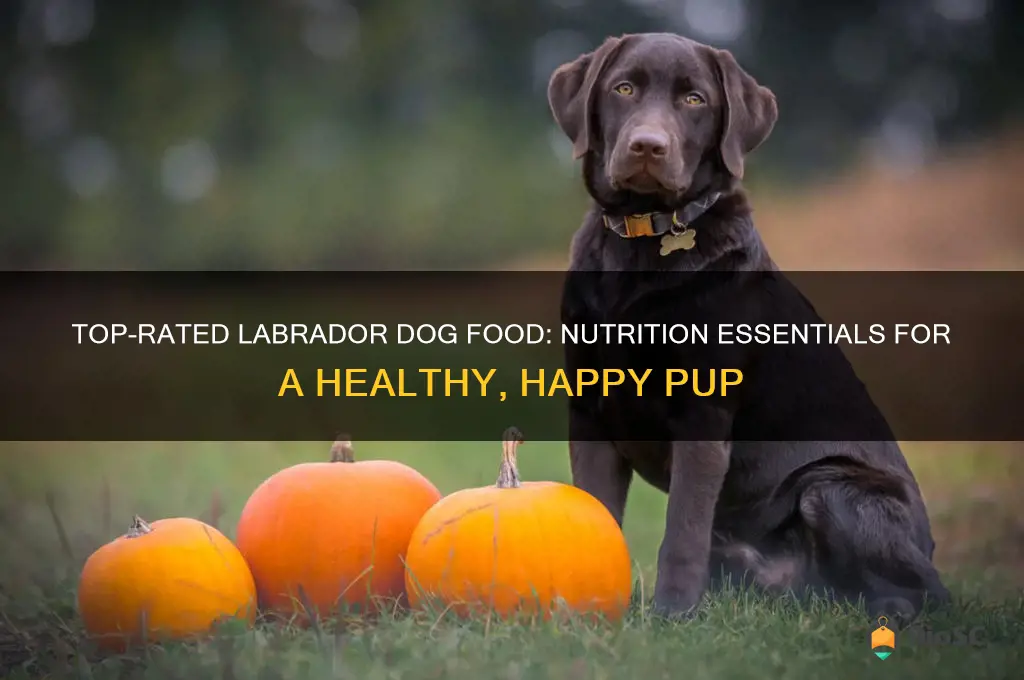 best labrador dog food