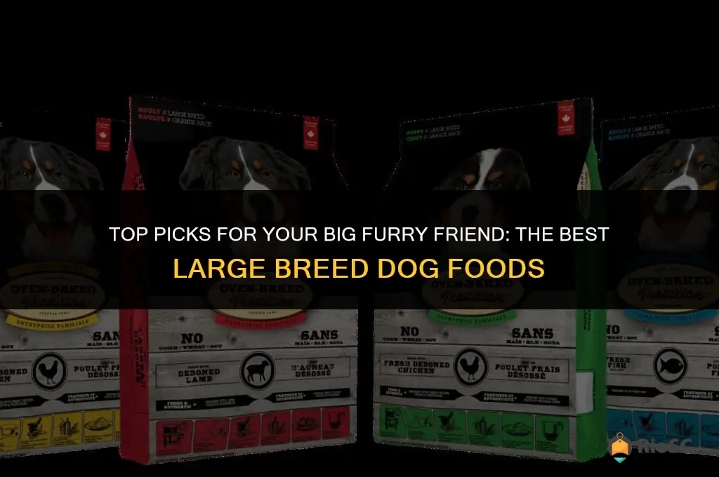 best large breed dog foods