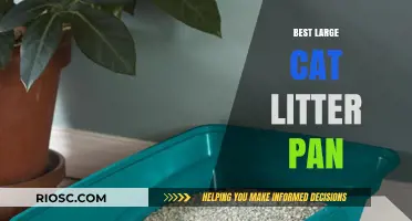 Top Picks for the Best Large Cat Litter Pan: Spacious Solutions for Your Feline Friend