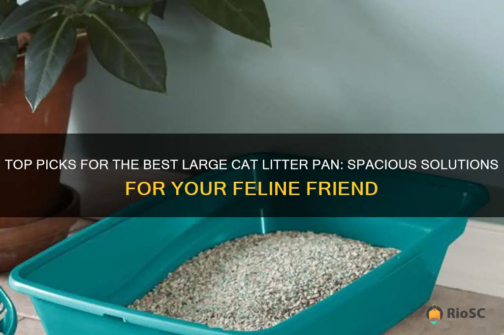 best large cat litter pan