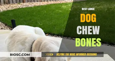Top-Rated Large Dog Chew Bones: Durable and Safe Options for Your Big Pup