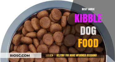 Top Large Kibble Dog Food Options for Optimal Nutrition and Dental Health