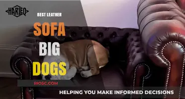 Ultimate Comfort for Your Furry Friends: The Best Leather Sofas for Big Dogs