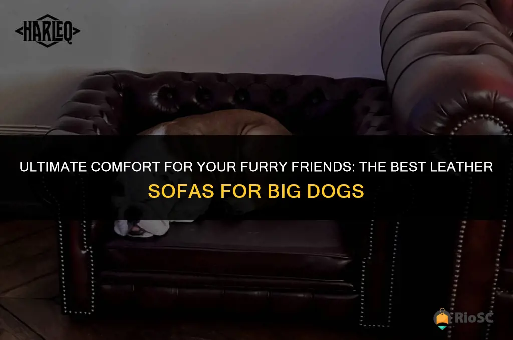 best leather sofa big dogs