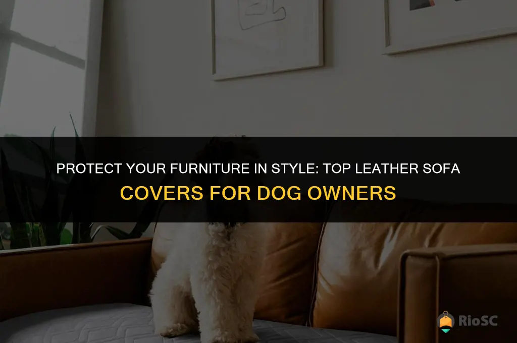 best leather sofa covers for dogs