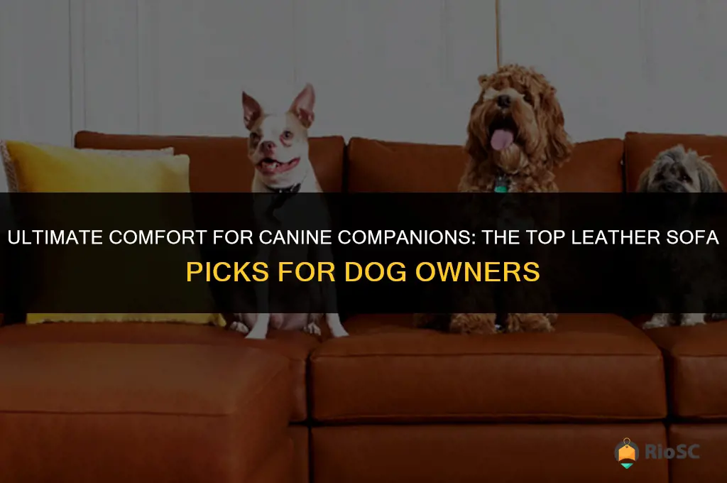 best leather sofa for dog owners