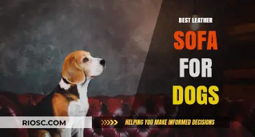 Pet-Friendly Luxury: Top Leather Sofas That Withstand Your Dog’s Love
