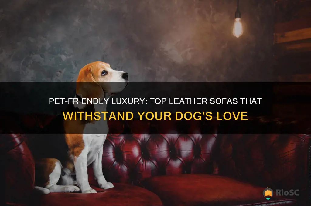 best leather sofa for dogs