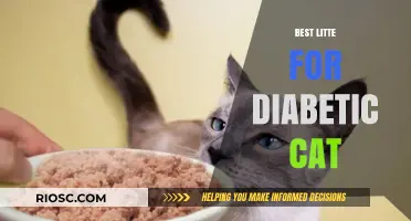 Top Low-Carb Wet Foods for Diabetic Cats: Managing Feline Diabetes with the Right Diet