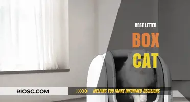 Top Picks for the Best Litter Box to Keep Your Cat Happy and Your Home Clean
