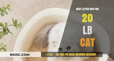 Top-Rated Litter Boxes for Large Cats: Perfect for Your 20-Pound Feline
