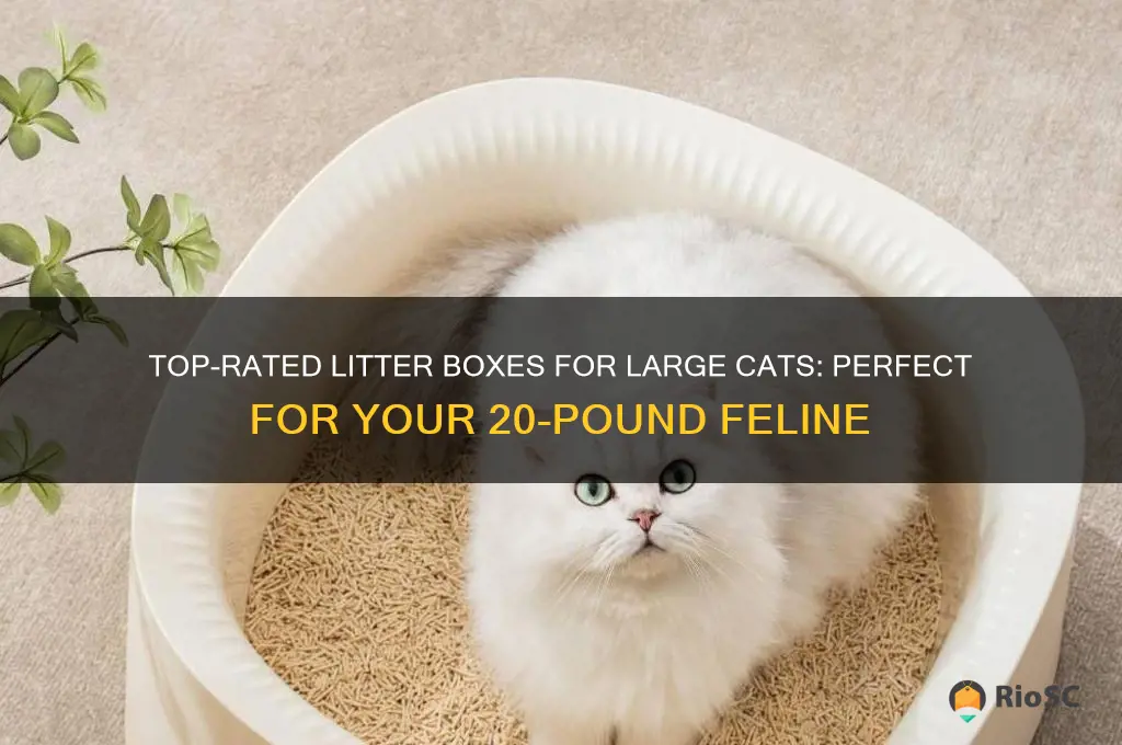 best litter box for 20 lb cat