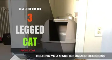 Top Litter Box Solutions for 3-Legged Cats: Comfort and Accessibility