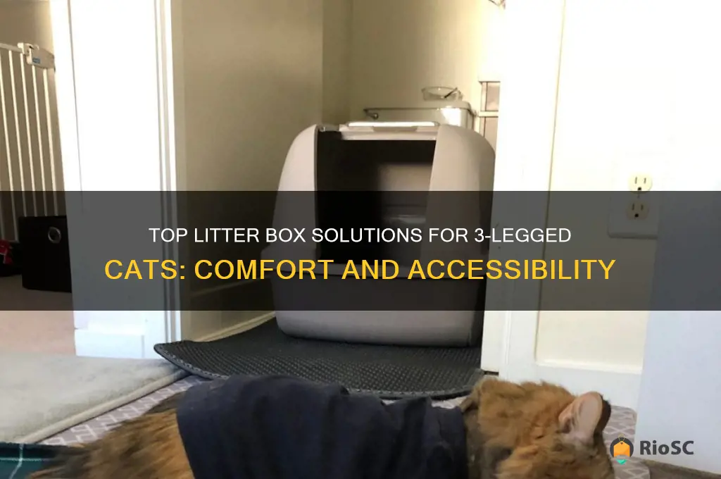 best litter box for 3 legged cat