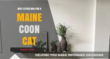 Top Litter Box Picks for Maine Coon Cats: Spacious, Durable, and Easy to Clean