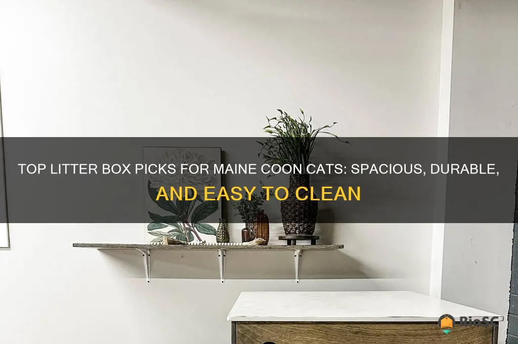best litter box for a maine coon cat