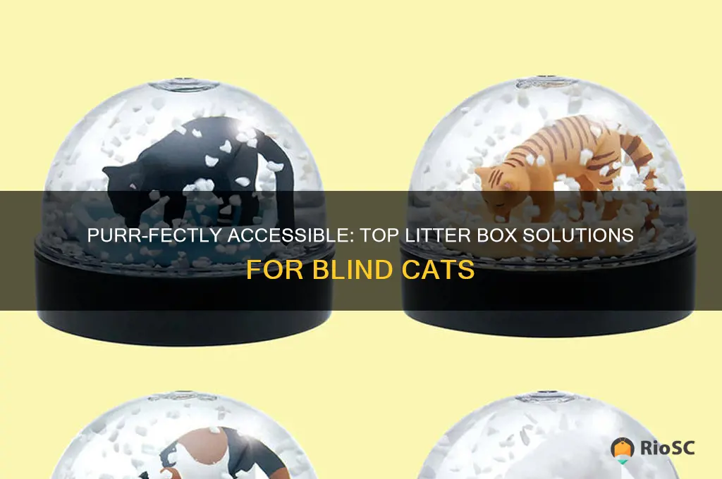 best litter box for blind cat