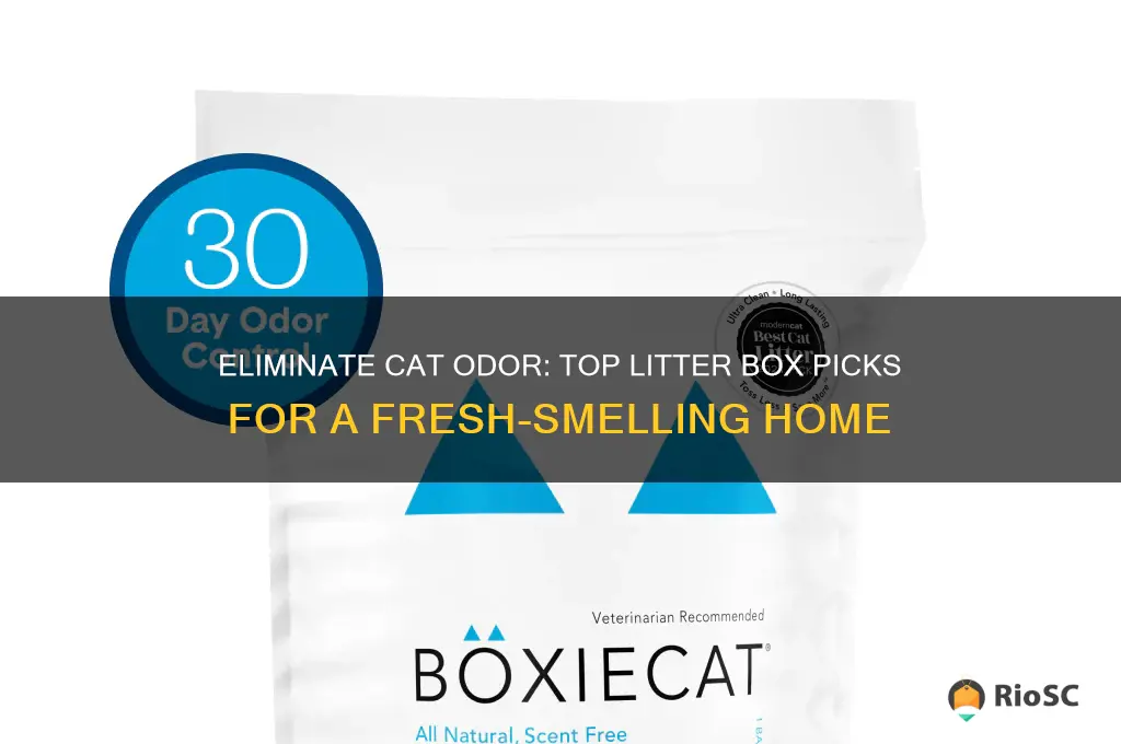 best litter box for cat odor