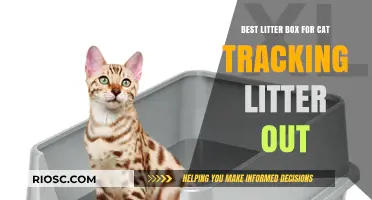 Top Litter Box Solutions to Minimize Cat Litter Tracking