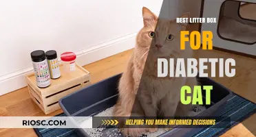 Top Litter Box Solutions for Diabetic Cats: Comfort, Hygiene, and Ease for Your Feline Companion
