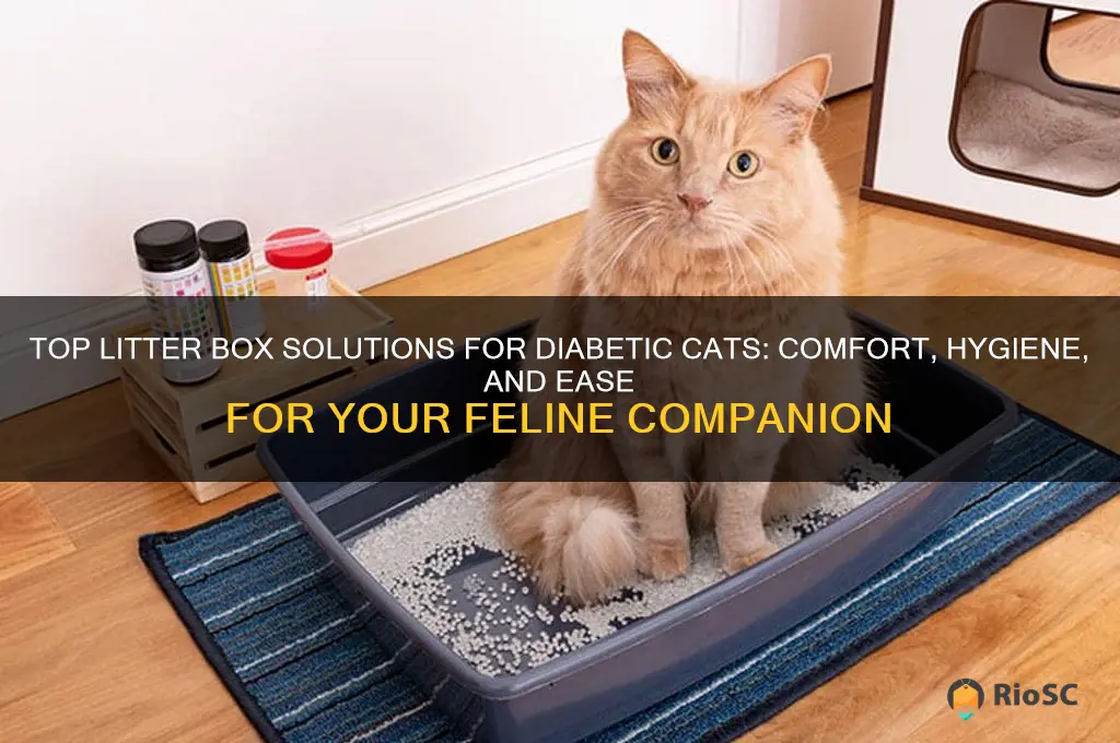 best litter box for diabetic cat
