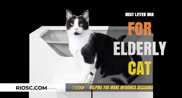 Comfort and Ease: Top Litter Box Solutions for Senior Cats