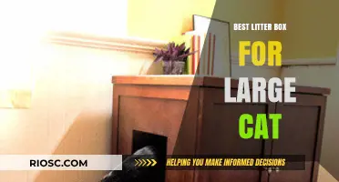 Spacious Solutions: Top Litter Boxes for Large Cats