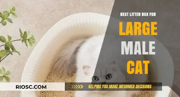 Top-Rated Litter Boxes for Large Male Cats: Comfort, Space, and Easy Cleaning
