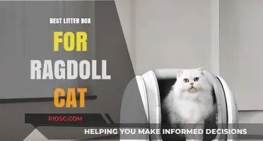 Top Litter Box Picks for Ragdoll Cats: Comfort, Size, and Easy Cleaning