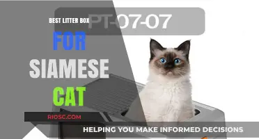 Top Litter Box Picks for Siamese Cats: Comfort, Style, and Easy Cleaning