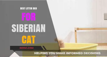 Top Litter Box Picks for Siberian Cats: Comfort, Size, and Easy Cleaning