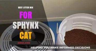 Top Litter Box Picks for Sphynx Cats: Comfort, Hygiene, and Style Combined
