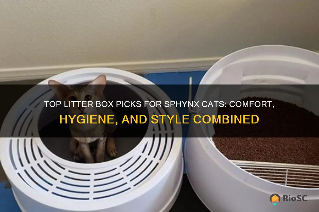 best litter box for sphynx cat