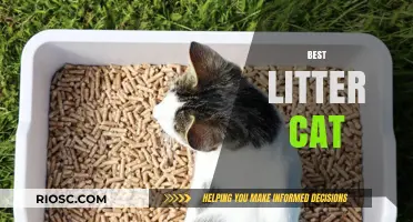 Top Picks for the Best Cat Litter: Keeping Your Feline Friend Happy and Your Home Fresh