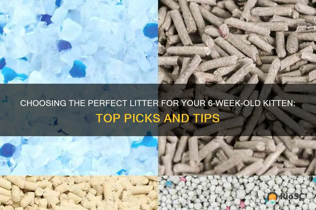 best litter for 6 week old cat