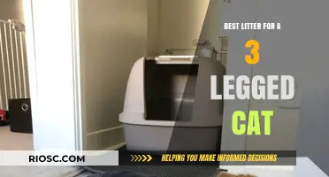 Top Litter Picks for Comfort and Mobility: Best Options for Your Three-Legged Feline Friend