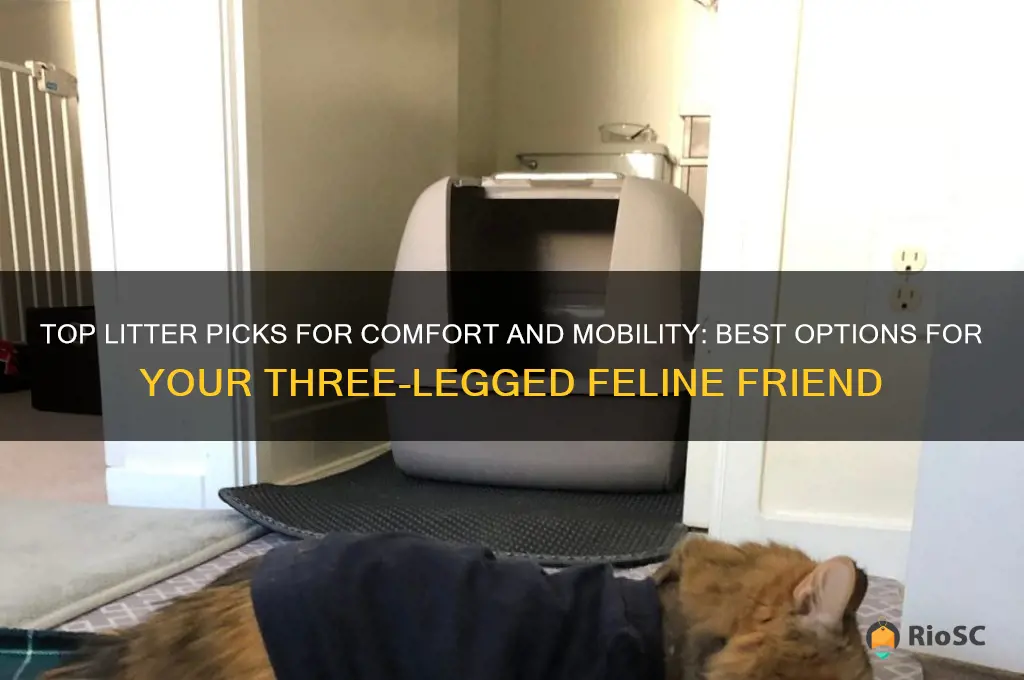 best litter for a 3 legged cat