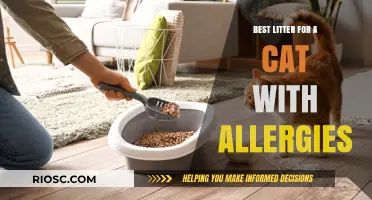Hypoallergenic Cat Litter: Top Picks for Allergy-Prone Felines