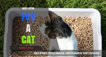 Purr-fectly Clean: Discover the Best Litter for Your Cat's Comfort and Your Home's Freshness