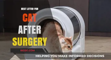 Post-Surgery Comfort: Choosing the Best Litter for Your Cat’s Recovery