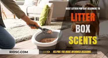 Hypoallergenic Cat Litter Solutions: Best Options for Cats Sensitive to Litter Box Scents