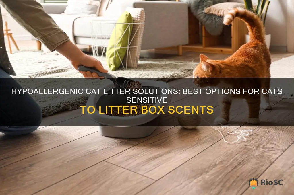 best litter for cat allergic to litter box scents
