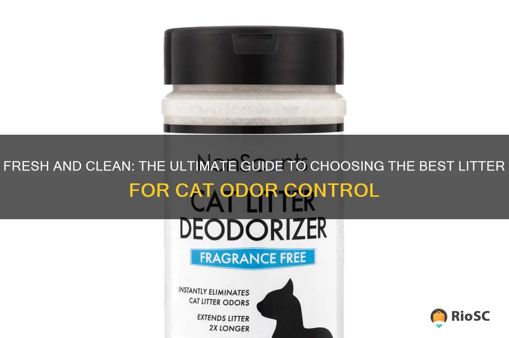 best litter for cat odor
