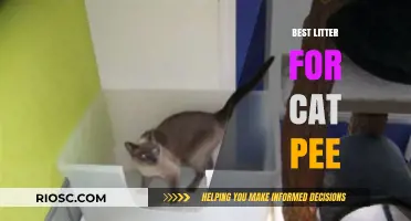 Top Cat Litter Solutions for Managing and Neutralizing Pee Odors