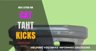 Top Litter Picks for Cats That Kick: Minimizing Mess and Maximizing Comfort