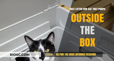 Top Litter Solutions for Cats That Poop Outside the Box: Regain Control and Keep Your Home Clean