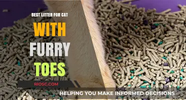 Purr-fectly Soft: The Best Litter for Cats with Furry Toes