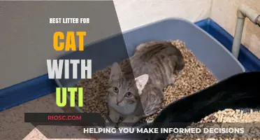 Soothing Solutions: Top Litter Choices for Cats with UTIs
